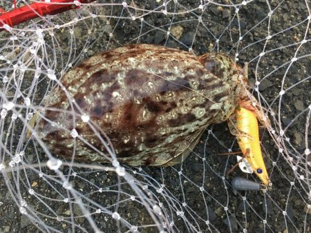 ヘチ釣りとエギング